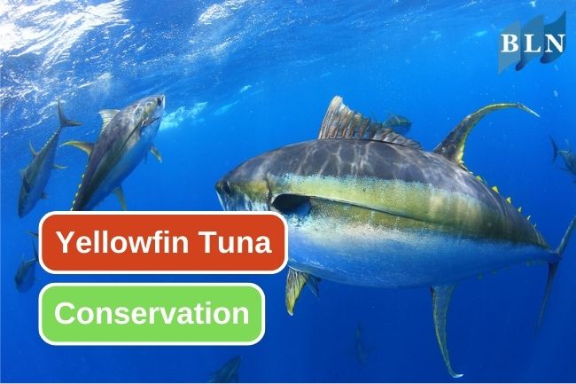 Yellowfin Tuna Conservational Status